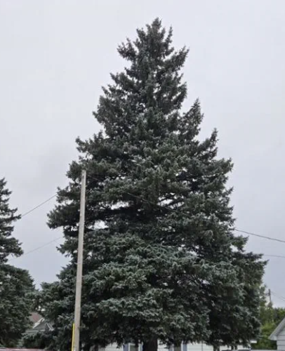State christmas tree